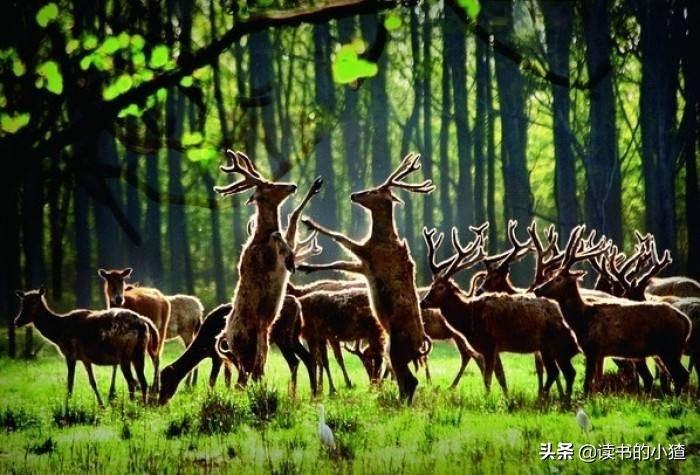 聊斋鹿群,鹿群的组织