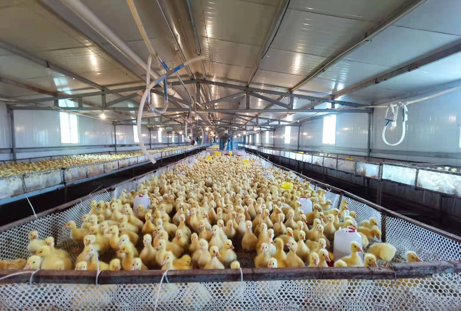 养鹅助力乡村振兴,养鹅致富脱贫