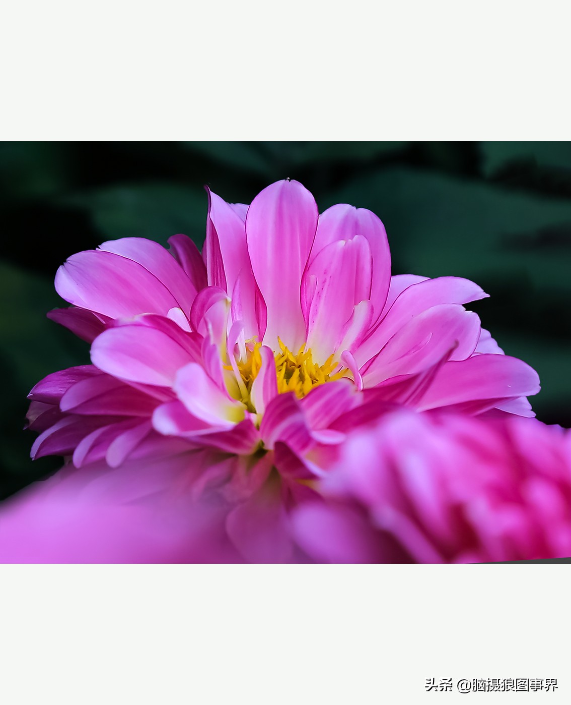 摄影虚化大光圈,佳能24-105镜头怎样拍出虚化效果