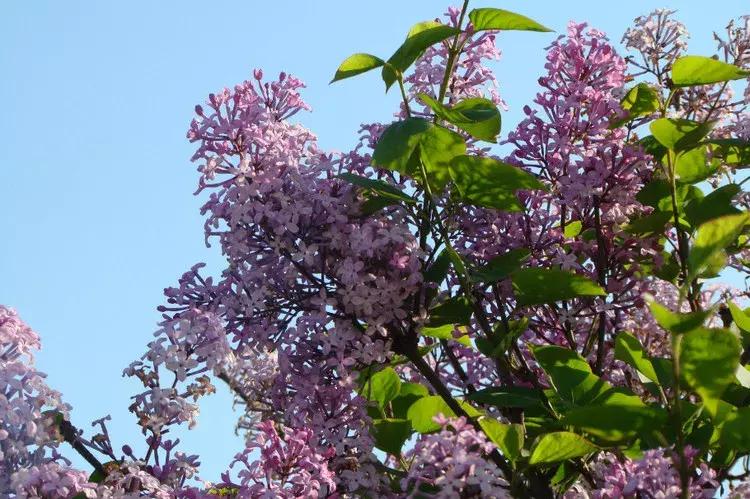 百花图谱大全100幅,工笔百花图谱100种