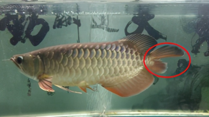 龙鱼疾病治疗视频,龙鱼常见病100种