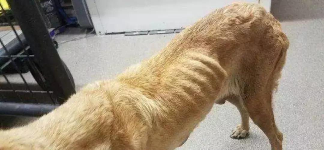 遇到流浪狗怎么救,如何有效避免流浪狗伤人事件