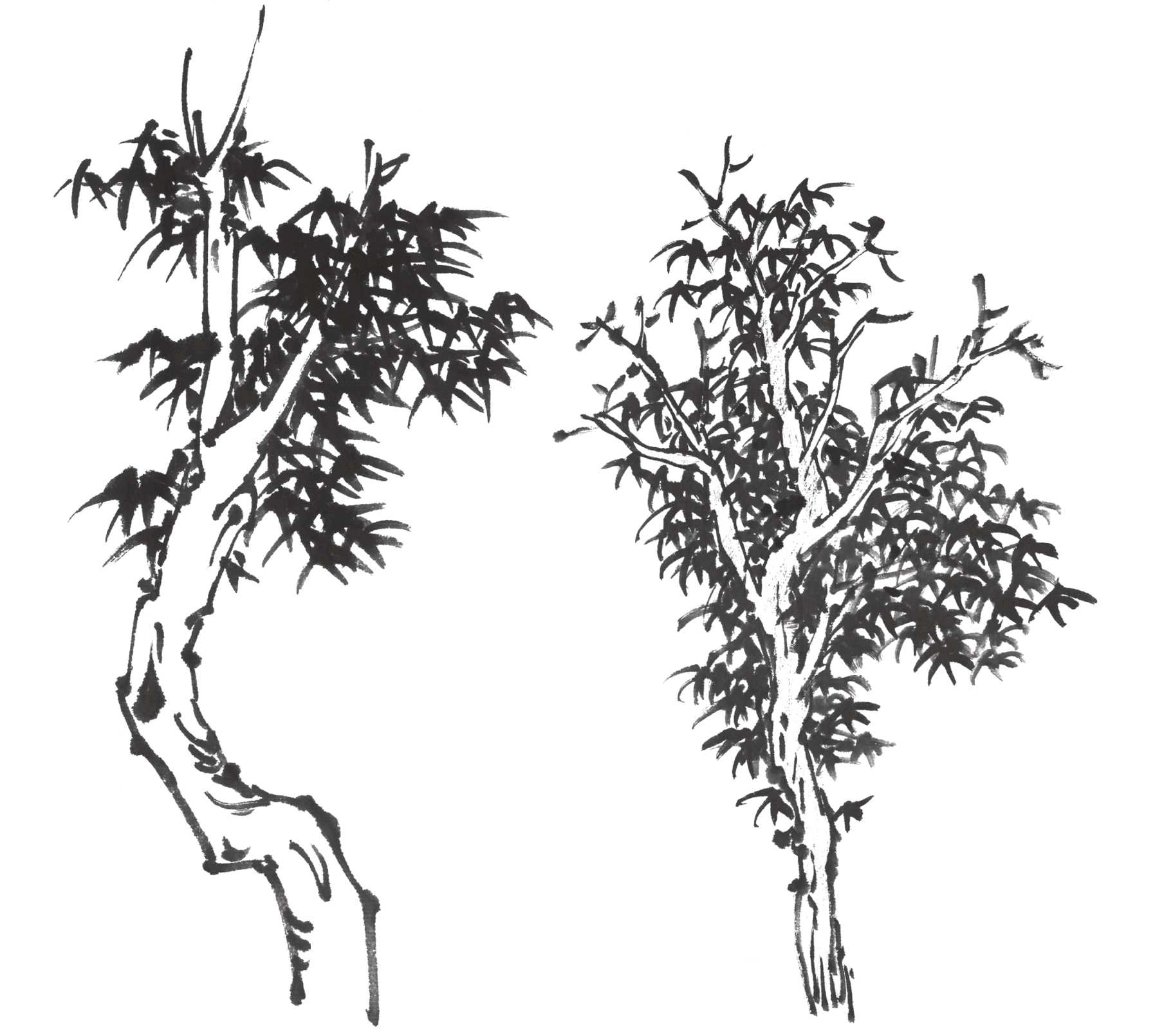 树画简单初学者教程,树画不好看了怎么改