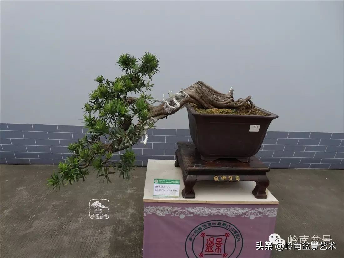 开运招财，非其莫属！清风雅韵，当之无愧！