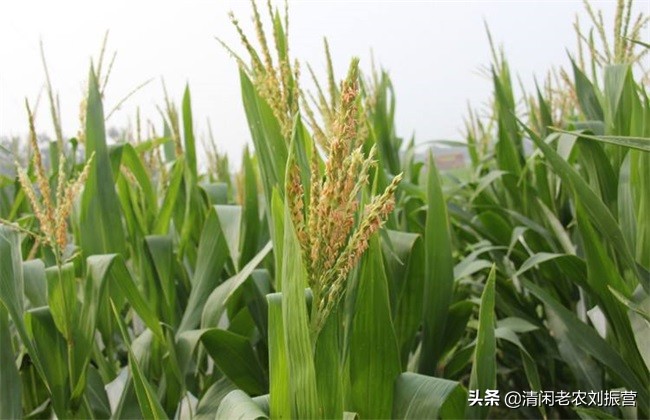 玉米须煮水喝有益处，有人拿来卖钱，是很好的扶贫创业项目