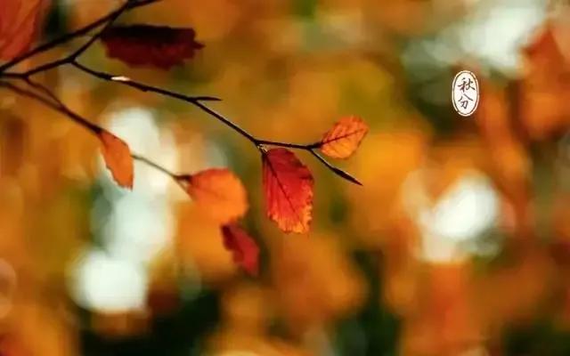 散文秋,散文秋朗诵