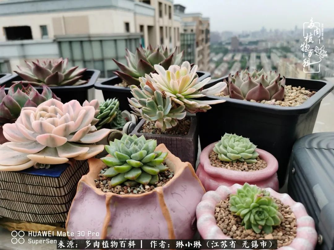 又到多肉变美时，一切都鼓励我积极向前