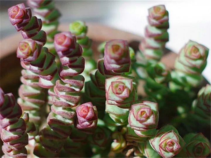 什么多肉夏天也可以继续生长,教你十大多肉养护技巧