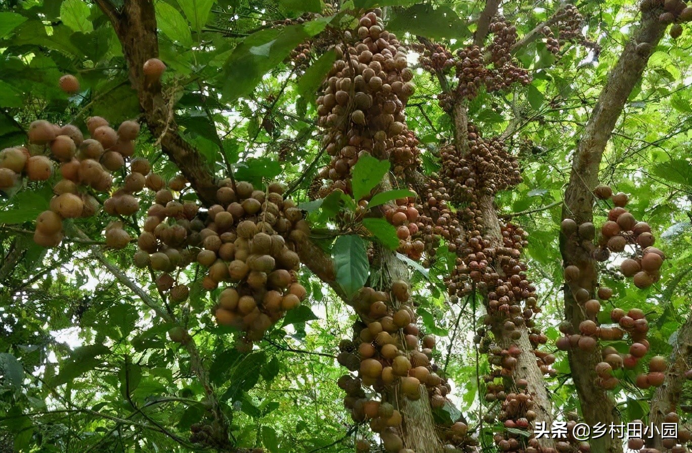 外表像桔子里面是水是什么水果,外表像芒果的零食