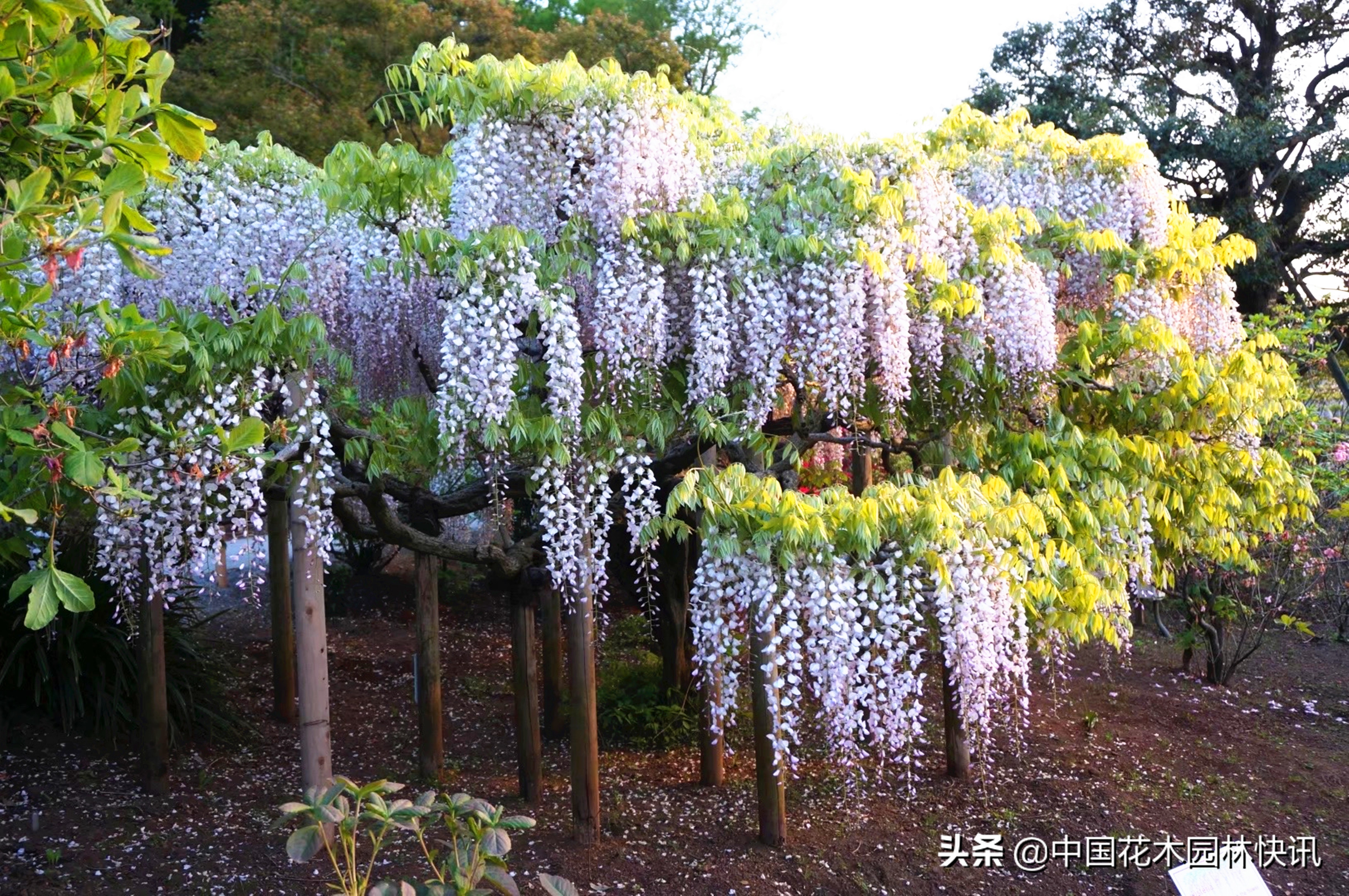 日本最美紫藤园,日本紫藤花美景