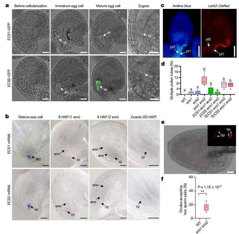 人类首次实现脑机信号无线高宽带传输，曹原又发Nature|一周科技导读