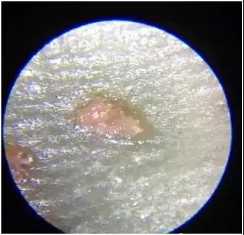 星月菩提可以碰水吗？实验结果告诉你