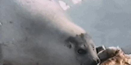 富二代人骨皮包的真实图片,人骨皮包真相曝光