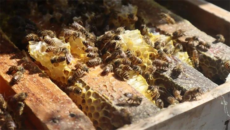 蜂蜜滞销的最新消息,3千斤蜂蜜滞销怎么办