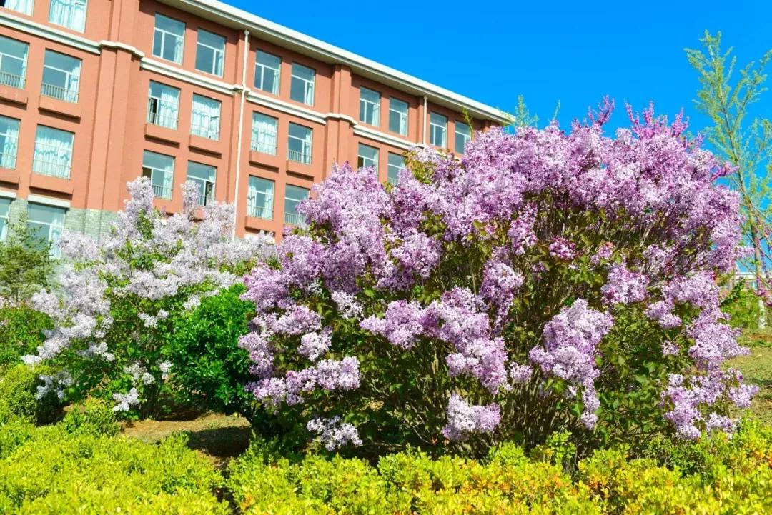 民办学校大连艺术学院全国排名,大连艺术学院辽宁排名