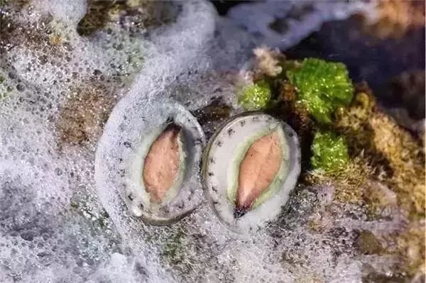 世界顶级鲍鱼菜图片,世界鲍鱼体型十大排行榜