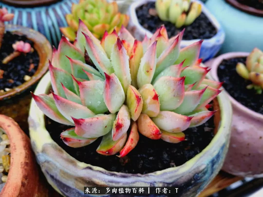 多肉还可以这样玩(上):八年养肉路剪影!