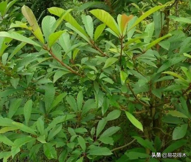 云南稀有蓝果树,云南蓝果树濒临灭绝的原因有哪些