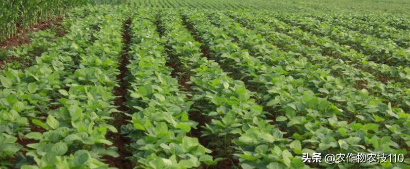 红小豆最佳种植方法小妙招,红小豆高产种植技术