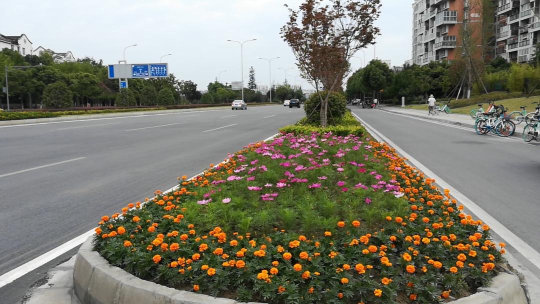 波斯菊孔雀草花海,波斯菊向日葵