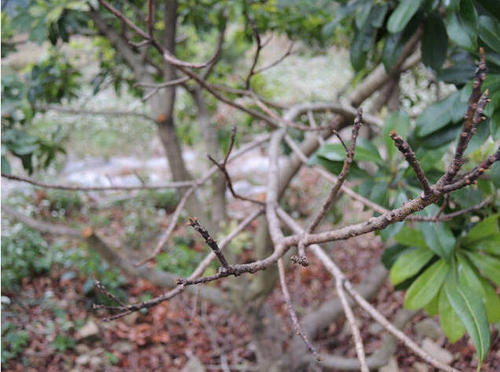 杨梅凋萎病综合防治技术要点总结,杨梅凋萎病的树要修剪吗