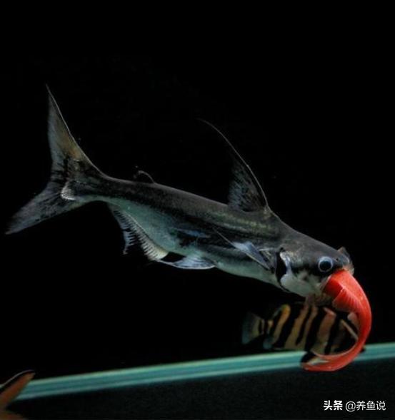 鍏讳簡楸艰繃鍚庨兘涓嶆暍鍚冮奔,鍏讳簡楸间箣鍚庝笉鎯冲悆楸间簡