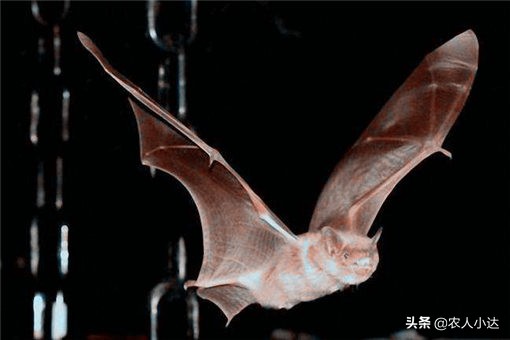 蝙蝠落在床上有毒吗？跑进家里怎么驱赶？