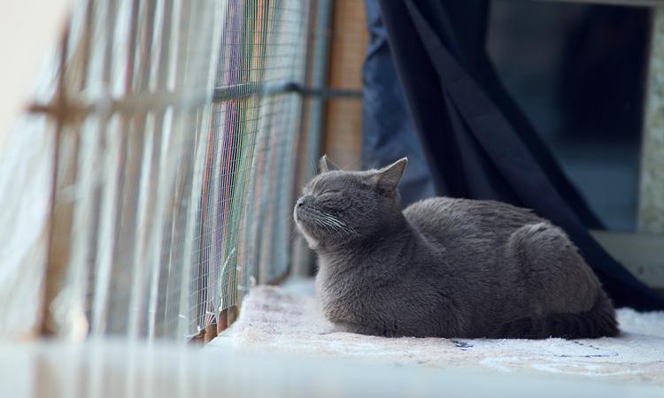 英短蓝猫有哪些特点,英短蓝猫好养活吗