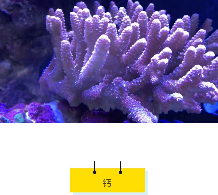 珊瑚出现应激,珊瑚莫名状态不好