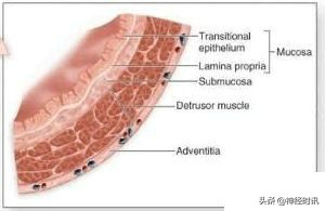肾脏输尿管膀胱前列腺结构,肾输尿管膀胱解剖示意图