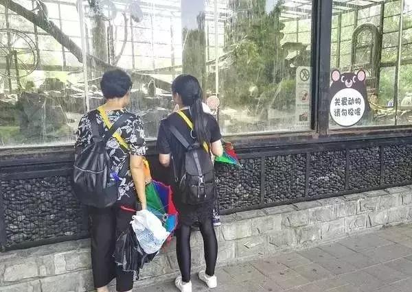 百万巨鳄砸死鳄鱼,鳄鱼被石头打伤