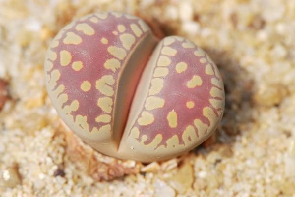 多肉的100个常见品种,10种公认的多肉