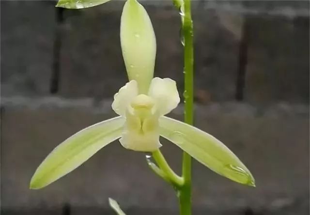 仅用树皮养兰花的方法,树皮养兰花什么样的树皮最好看