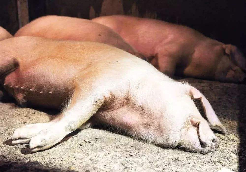 养猪人快来看，这里有非洲猪瘟的5个预防方案！