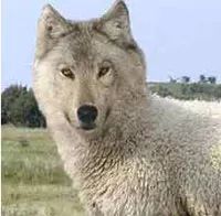 丸美彭于晏臻享晏遇礼盒,彭于晏丸美15秒广告