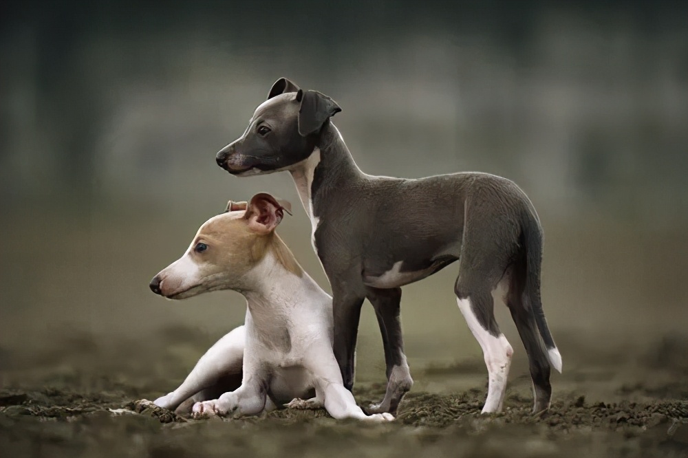 如何挑选一个好的格力犬,纯种格力犬是什么品种
