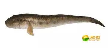 舟山海鲜代加工攻略,最全舟山海鲜攻略