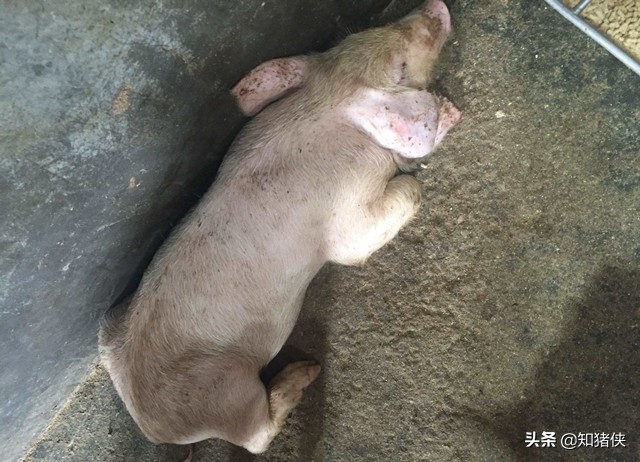 猪群轮状病毒,猪回肠炎便血