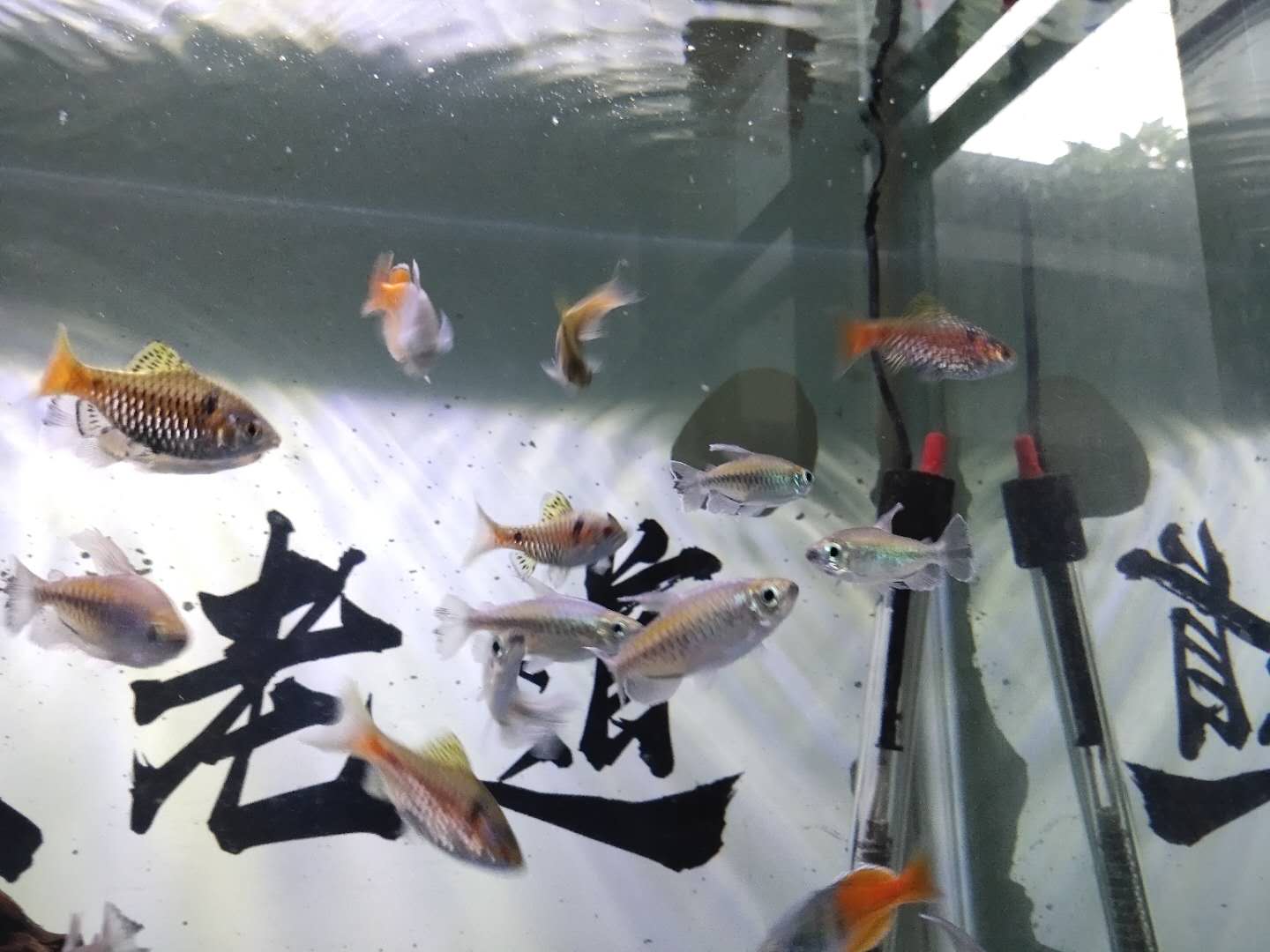 观赏鱼推荐高颜值,观赏鱼推荐小型好看