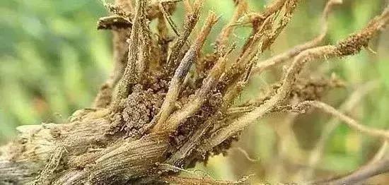 现在杀灭地下害虫的有效药剂有,杀灭地下害虫这里有10种绝招