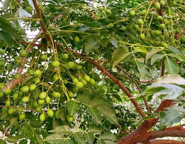 每天认识一味植物,每天认识一味中草药赤楠