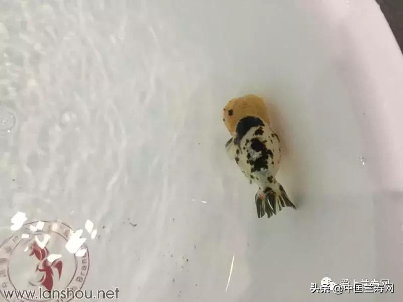 世界金鱼大赛在福州举行,2019中国世界金鱼大赛