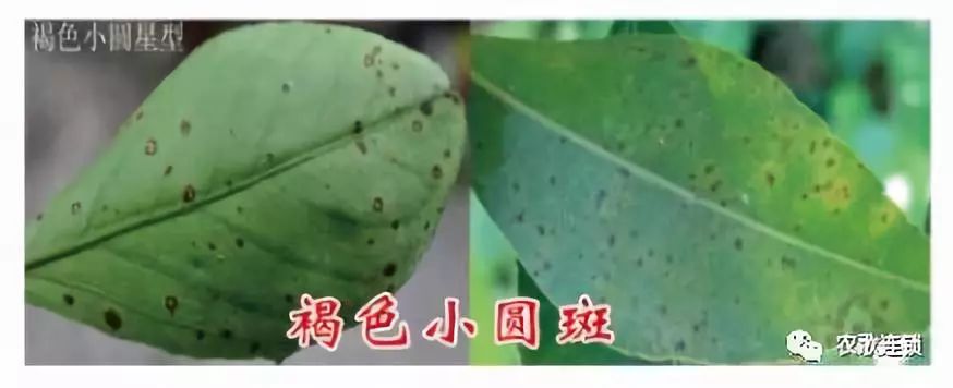 柑橘斑点病防治,柑橘幼果黄斑病是什么菌引起
