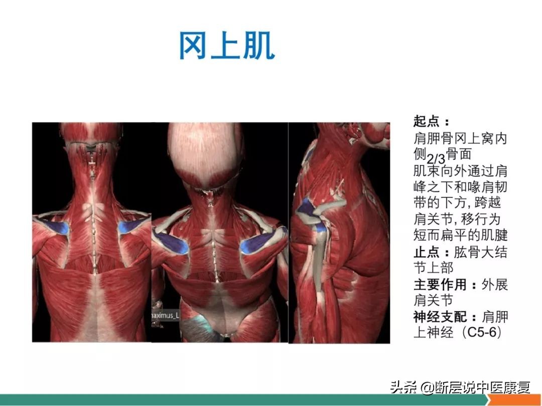 肩部肌肉解剖图详细图,肩部的16块肌肉分布图