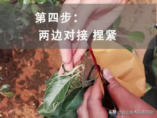 苹果膜袋快速套袋法,苹果套袋视频教程大全