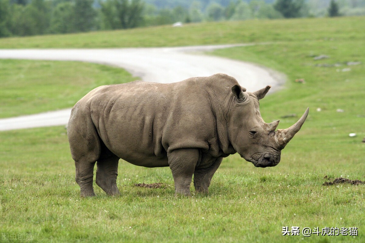 草原上10头狮子猎杀野牛场面激烈,野牛为什么敢顶狮子却打不赢鬣狗