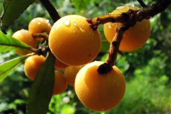 杭州塘栖枇杷采摘寄快递,塘栖枇杷采摘地点推荐