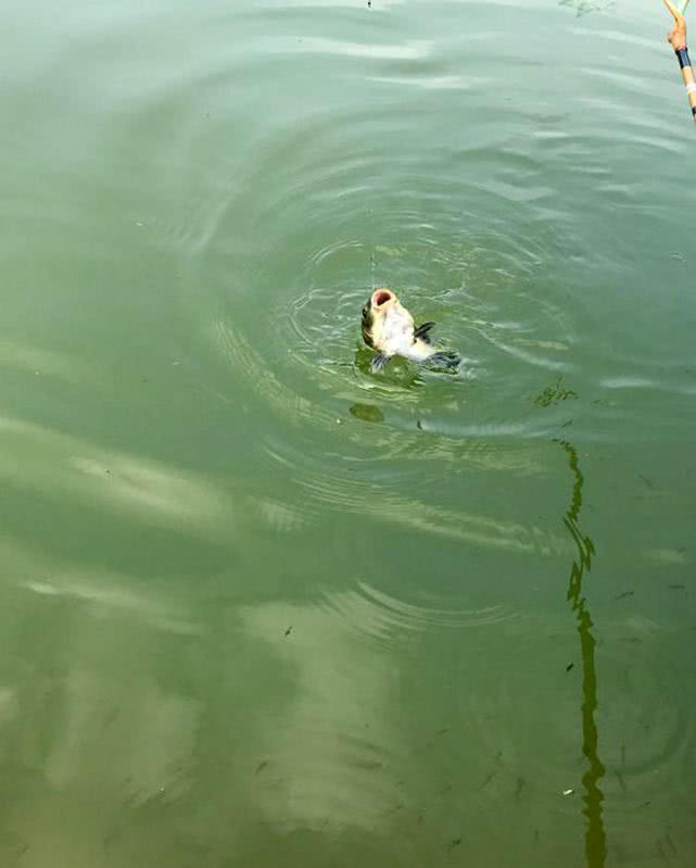 光威捍尊并继鱼竿怎样,并继鱼竿调性怎么区分