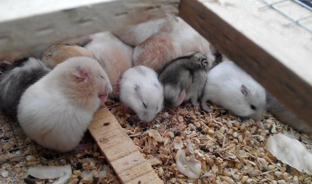 养可爱又粘人又胖胖的金丝熊,饲养金丝熊萌新须知