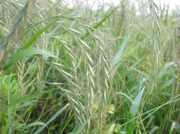 四子王旗羊肉卷,四子王旗染头发